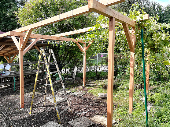 Das fertige Weindach leuchtet im Sonnenschein