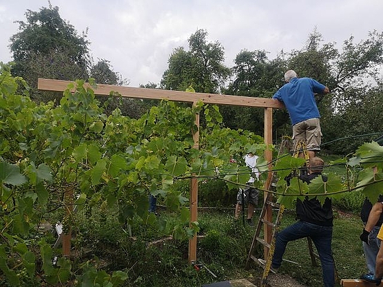 Aufsetzen der Querbalken für das Weindach
