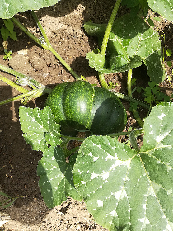 Die Kürbisse sind reif