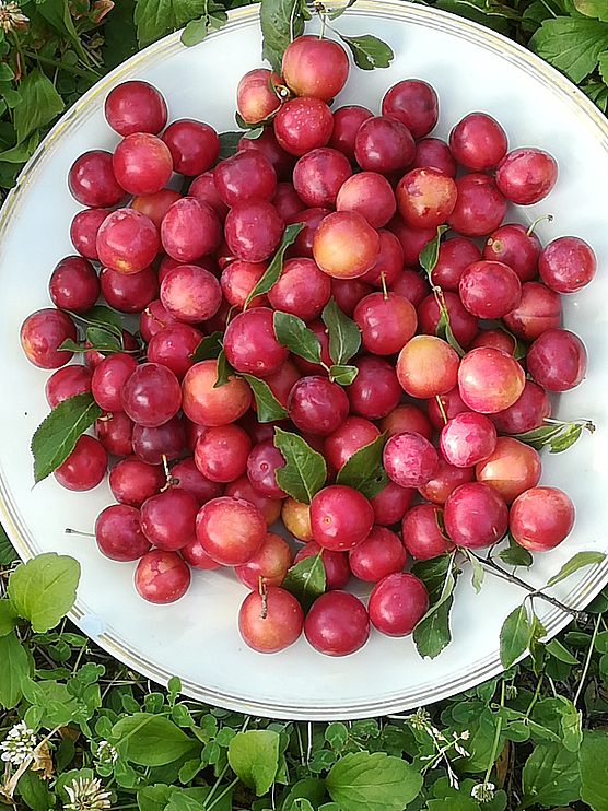Pflaumenernte im Garten