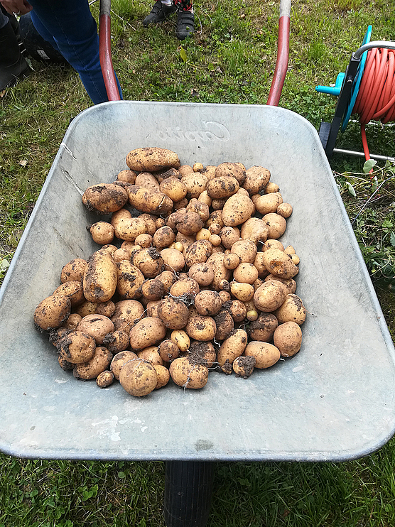 Eine Schubkarre voll mit Kartoffeln ist unsere Ernte in diesem Jahr 2019