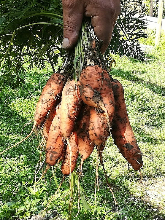 Karotten aus den gemeinsamen Beeten