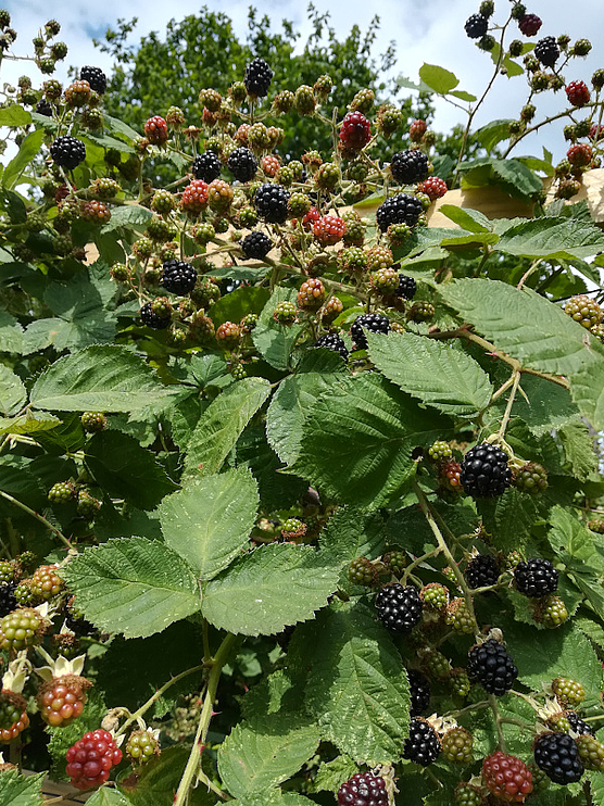 Die Brombeeren sind reif