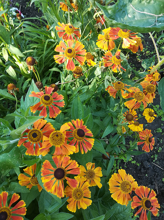 Spätsommer im Blumenbeet
