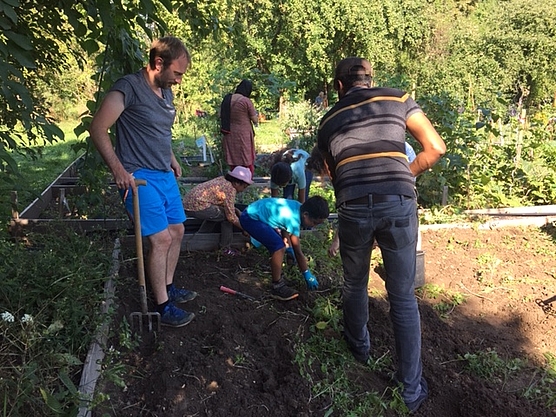 Mit vereinten Kräften graben nach den Kartoffeln. Mit vereinten Kräften graben nach den Kartoffeln.