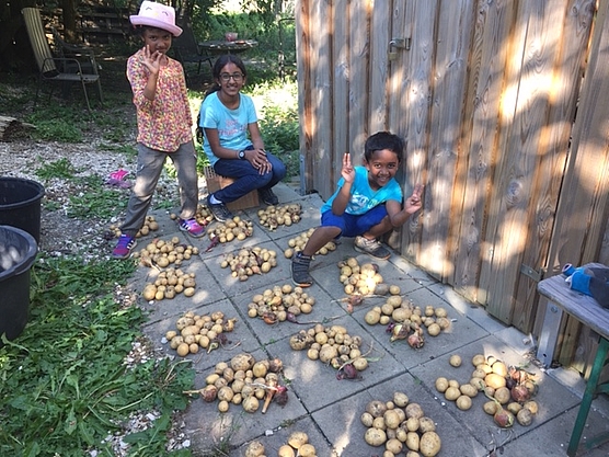 Die Kinder haben alle geernteten Kartoffeln aufgeteilt