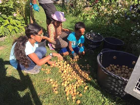 Die Kinder beim Sortieren der Kartoffeln nach Groß und Klein. Die Kinder beim Sortieren der Kartoffeln nach Groß und Klein.