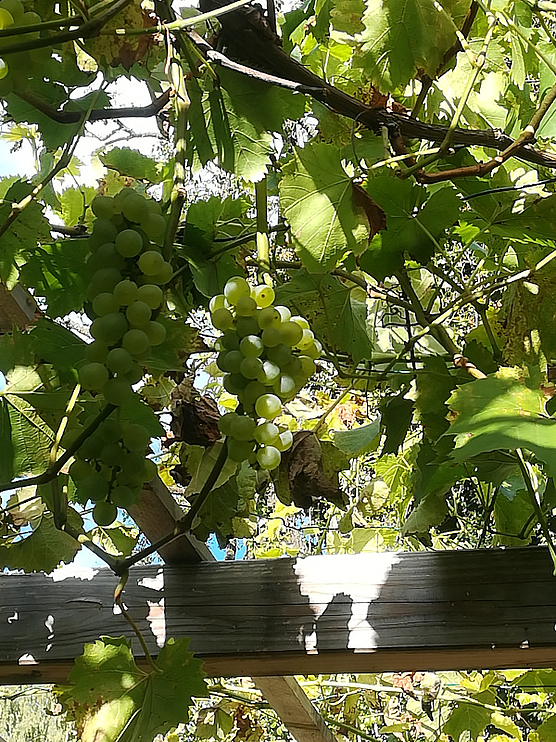 Weintrauben unter unserem Weindach