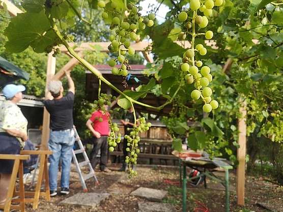 Trauben hängen vor dem fast fertigen Weindach