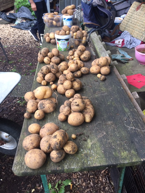 Kartoffelhäufchen für jedes Mitglied des Gartens auf dem Holztisch